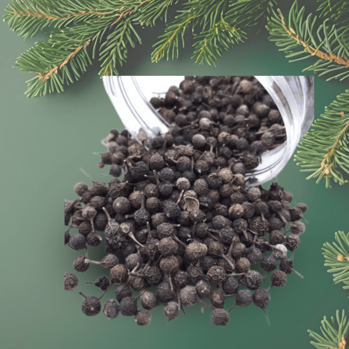 Bala Menasu/Java Pepper - Basaveshwarapoojabhandara.com