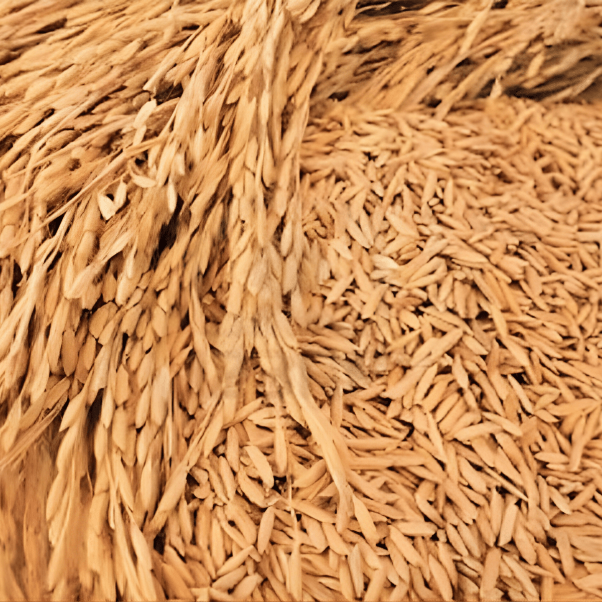 Bhatta/Nellu/ (Paddy Grains) - Basaveshwarapoojabhandara.com