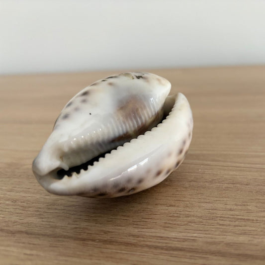 Lakshmi Cowrie Shells/Kauri Shells/Shree Lakshmi Kauri(for 1pcs) - Basaveshwarapoojabhandara.com
