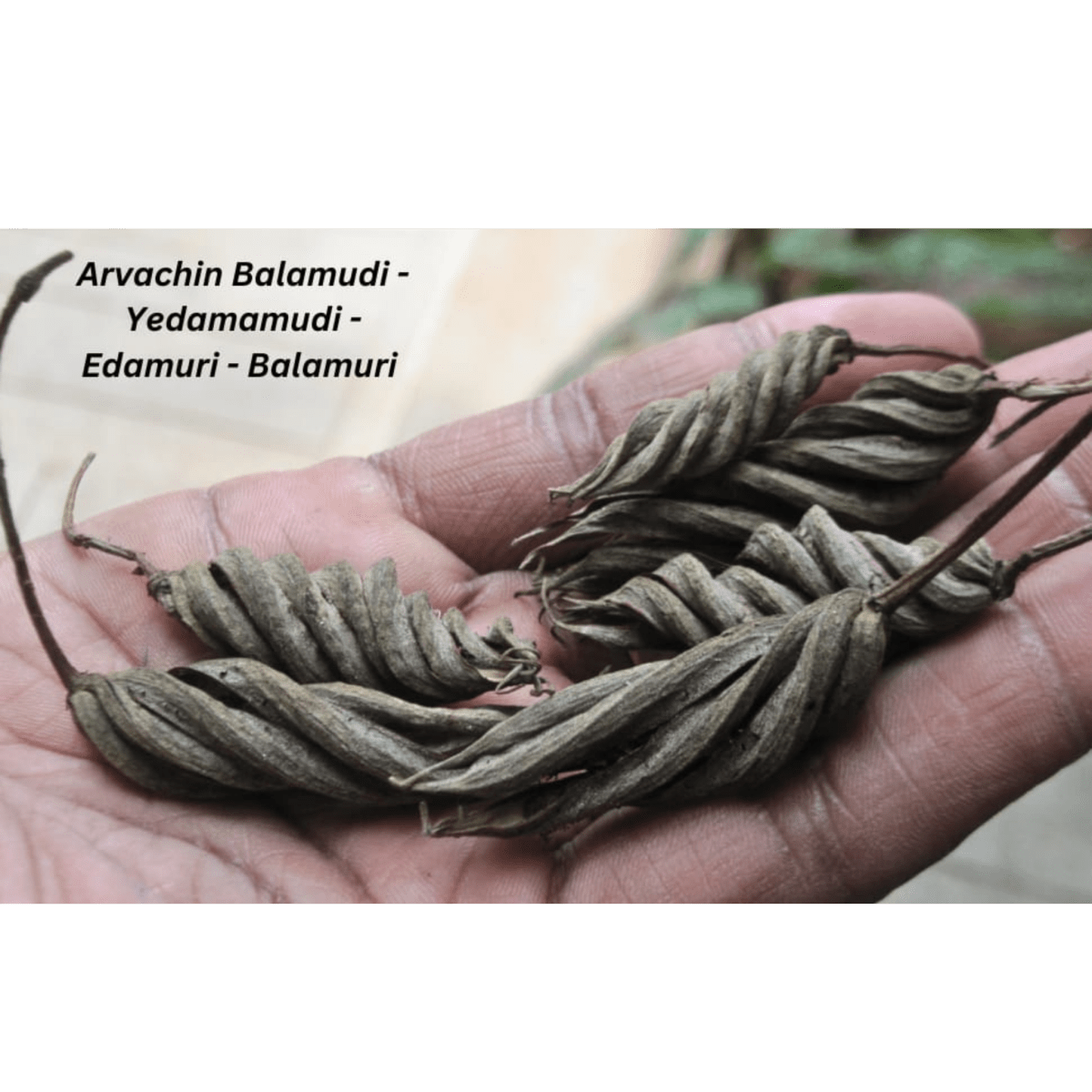 Yadamuri Balamuri - Basaveshwarapoojabhandara.com